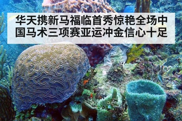 华天携新马福临首秀惊艳全场中国马术三项赛亚运冲金信心十足